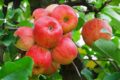 Manzanas rojas maduras colgadas de un árbol, en un huerto ecológico, rodeadas de hojas verdes saludables, ideal para agricultura orgánica y consumo saludable en Huerto.Bio.