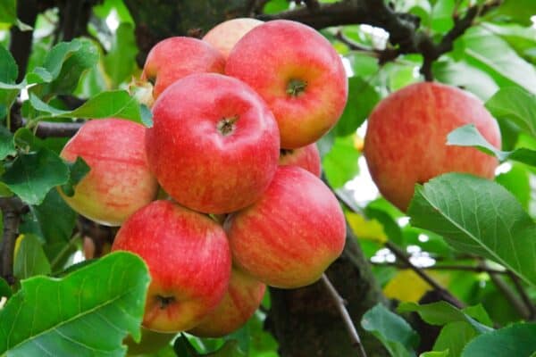 Manzanas rojas maduras colgadas de un árbol, en un huerto ecológico, rodeadas de hojas verdes saludables, ideal para agricultura orgánica y consumo saludable en Huerto.Bio.