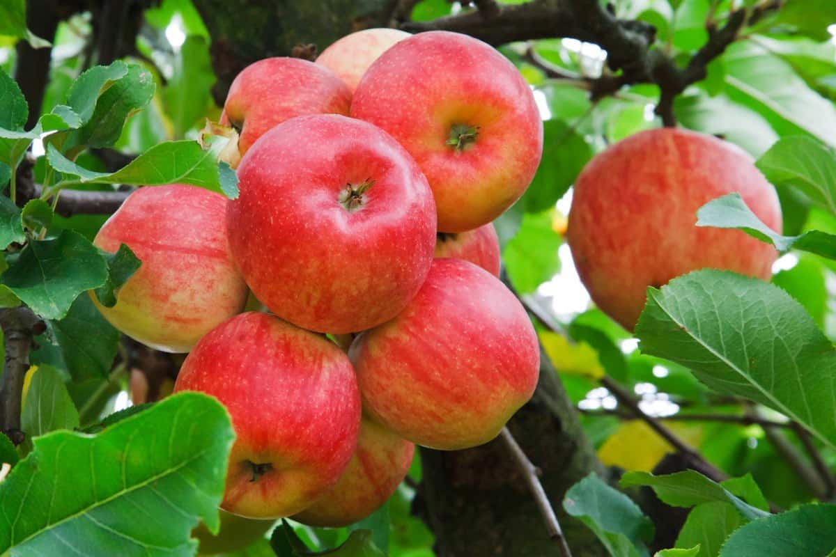 Manzanas rojas maduras colgadas de un árbol, en un huerto ecológico, rodeadas de hojas verdes saludables, ideal para agricultura orgánica y consumo saludable en Huerto.Bio.