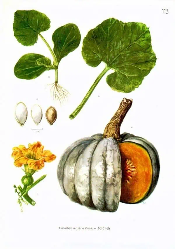 Hoja y semillas de calabaza, calabacín, y flor de calabaza, ilustración botánica de Cucurbita maxima Duch, ideal para agricultura ecológica, huertos urbanos y cultivo orgánico en Huerto.Bio.
