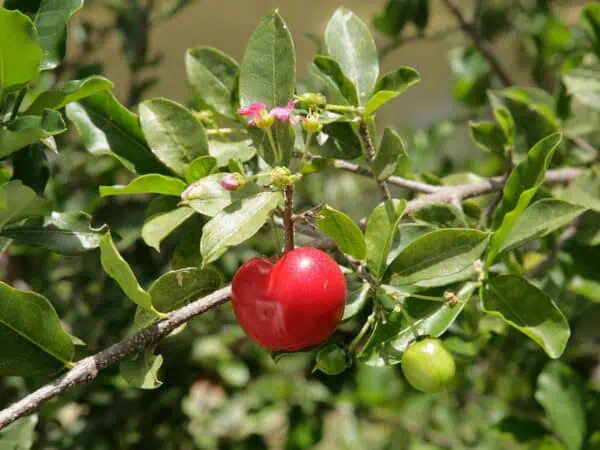 Guindo de cereza en árbol con frutos rojos y verdes, cultivo ecológico, huerto sostenible, agricultura orgánica, flora natural, huerto.bio españa, frutas saludables, jardinería ecológica.
