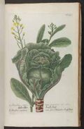 Verdolaga y planta de ensalada, ilustración botánica detallada de hortalizas orgánicas para huertos ecológicos.