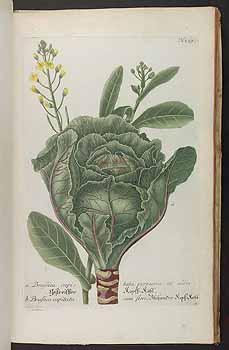 Verdolaga y planta de ensalada, ilustración botánica detallada de hortalizas orgánicas para huertos ecológicos.