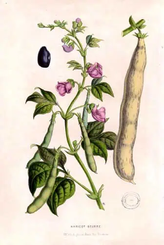 Fruto de berenjena y planta con flores y hojas verdes en un estilo de ilustración botánica clásica.