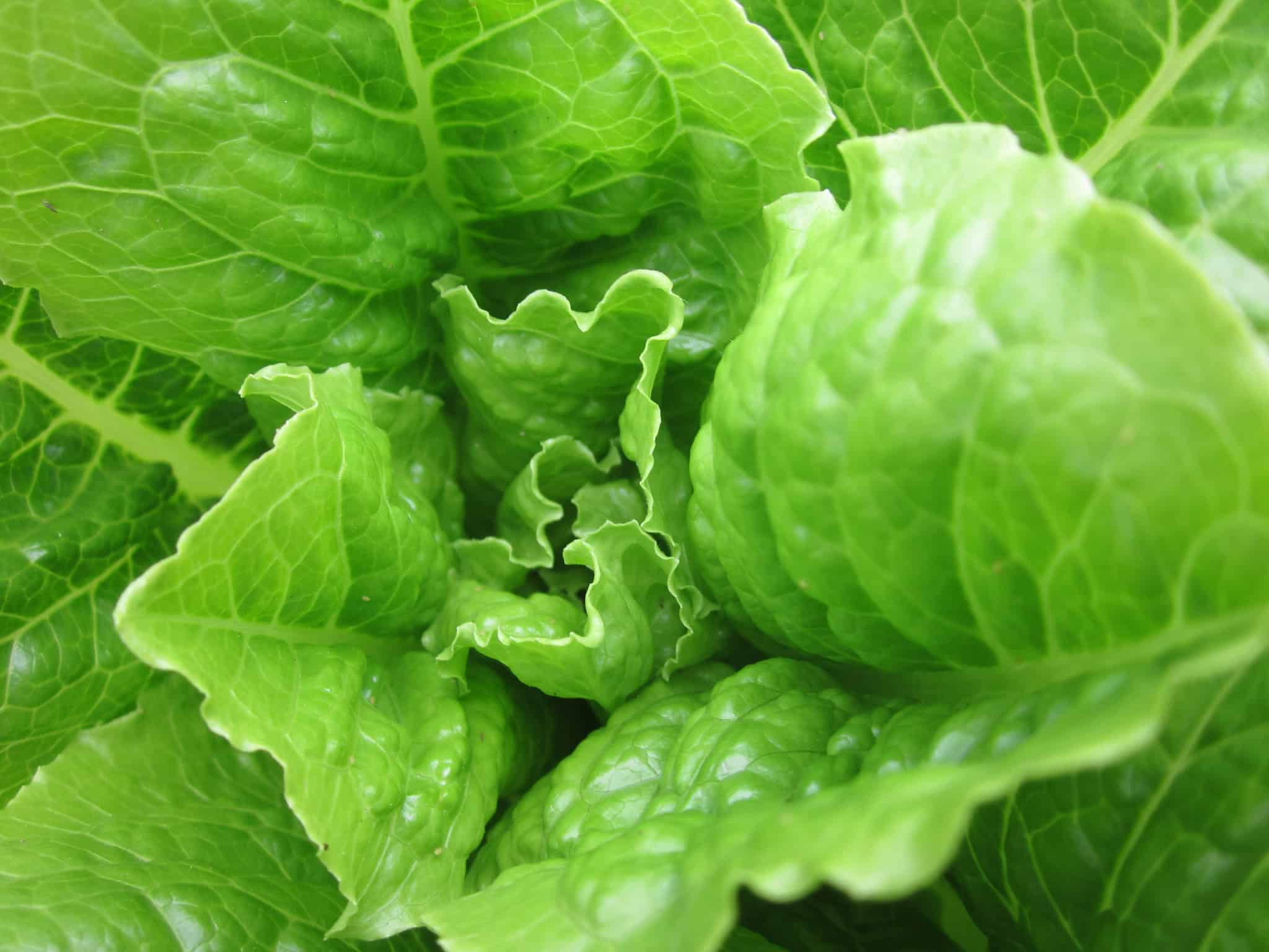 Fondo de hoja de lechuga ecológica cultivada de forma orgánica en huertos sostenibles.
