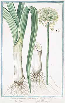 Leek Botanical Illustration, plant, vegetable, organic, garden, natural, culinary herb, botanical drawing, vintage, detailed, scientific, traditional, illustration, leek crop, gardening, fresh produce, rural, farming, botanical art, agriculture, vegetable illustration, botanical print.