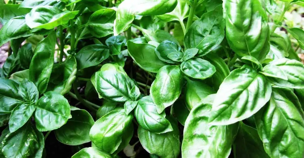 Bajo riesgo, 3. Hierbas aromáticas ecológicas, plantas de albahaca frescas y saludables para la cocina saludable y natural, cultivos orgánicos en huerto.bio.