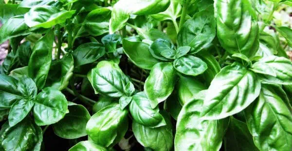 Bajo riesgo, 3. Hierbas aromáticas ecológicas, plantas de albahaca frescas y saludables para la cocina saludable y natural, cultivos orgánicos en huerto.bio.