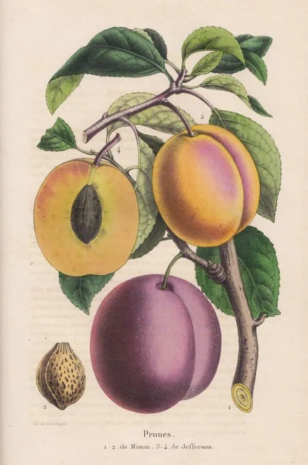 Fruta de albaricoque madura en árbol, con hojas verdes y ramas, ilustración botánica detallada.