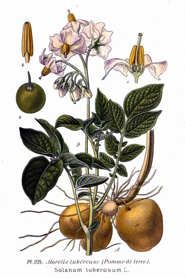 Raíz de tubérculo, hojas verdes, flores blancas y frutos de patata en ilustración botánica.