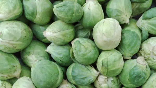 Verdes y frescas coles de Bruselas orgánicas, ideales para una alimentación saludable y ecológica, disponibles en Huerto.Bio.