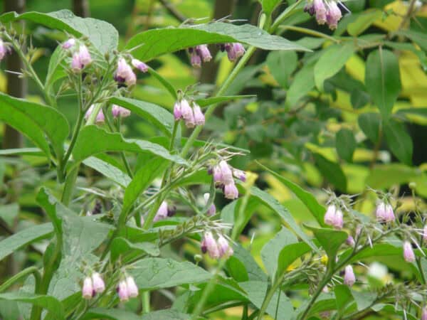 Rábanos en crecimiento en huerto ecológico, con hojas verdes y flores rosadas en un entorno natural y sostenible, promoviendo agricultura orgánica y huertos ecológicos para una alimentación saludable.