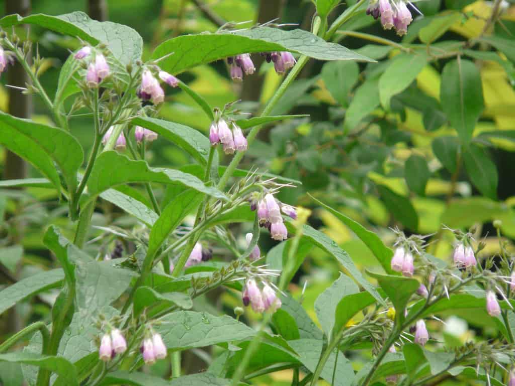 Rábanos en crecimiento en huerto ecológico, con hojas verdes y flores rosadas en un entorno natural y sostenible, promoviendo agricultura orgánica y huertos ecológicos para una alimentación saludable.