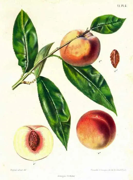 Fruta de durazno con hojas verdes y semillas, ilustración botánica detallada.