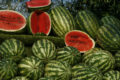 Watermelones frescos y jugosos, perfectos para el verano, en huerto.bio, cultivo ecológico y saludable. Disfruta de frutas naturales y nutritivas en tu hogar.