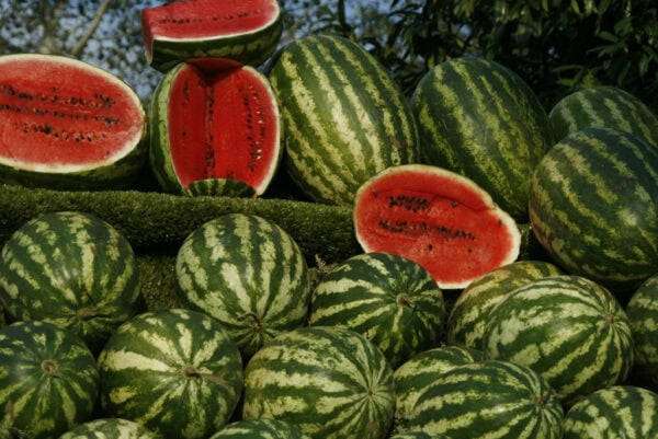 Watermelones frescos y jugosos, perfectos para el verano, en huerto.bio, cultivo ecológico y saludable. Disfruta de frutas naturales y nutritivas en tu hogar.