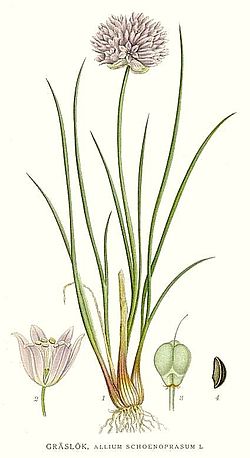 Hierba de cebolla, visualización detallada de la planta aromática y medicinal. Cultivo ecológico y natural de huerto.bio para tu salud y bienestar.