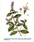 Meter aperitivo, planta de hierba medicinal con hojas verdes y flores moradas, utilizada en remedios naturales y plantas aromáticas en huertos ecológicos.