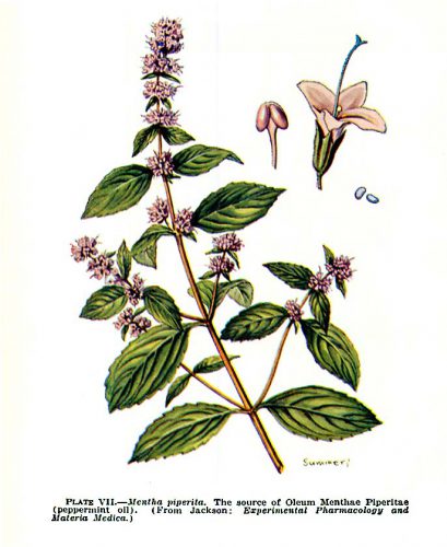 Meter aperitivo, planta de hierba medicinal con hojas verdes y flores moradas, utilizada en remedios naturales y plantas aromáticas en huertos ecológicos.