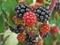 Fresas silvestres maduras y en crecimiento en un huerto ecológico, cultivo orgánico de frutos rojos, agricultura sostenible, fruta fresca y saludable, naturaleza exuberante.