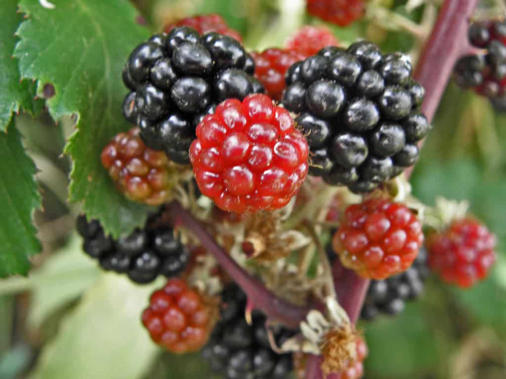 Fresas silvestres maduras y en crecimiento en un huerto ecológico, cultivo orgánico de frutos rojos, agricultura sostenible, fruta fresca y saludable, naturaleza exuberante.
