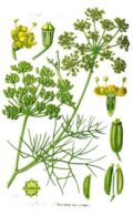 Varias plantas de eneldo y sus flores, ilustración botánica para cultivo orgánico y jardinería ecológica.