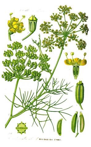 Varias plantas de eneldo y sus flores, ilustración botánica para cultivo orgánico y jardinería ecológica.