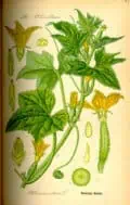 Cucumis sativus planta con hojas y flores amarillas, ilustración botánica vintage.