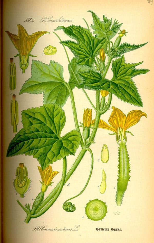 Cucumis sativus planta con hojas y flores amarillas, ilustración botánica vintage.