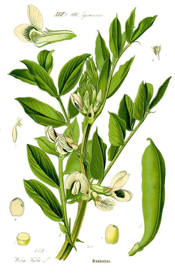 Bayas de guayaba y flor de guayaba, ilustración botánica de una planta de guayaba con hojas verdes y flores blancas, producto ecológico y saludable, cultivo orgánico, huerto.bio.