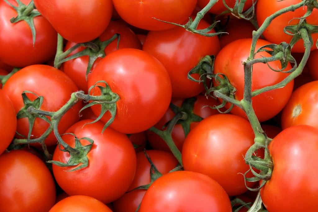 Tomates rojos frescos y maduros en racimo, ideales para agricultura ecológica y huertos biológicos.