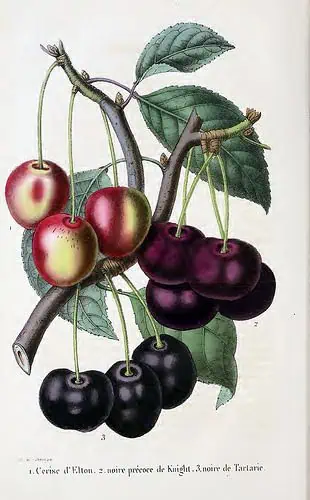 Cereza de Elton, variedad de cereza con tonos rojos y morados, en rama con hojas verdes frescas.