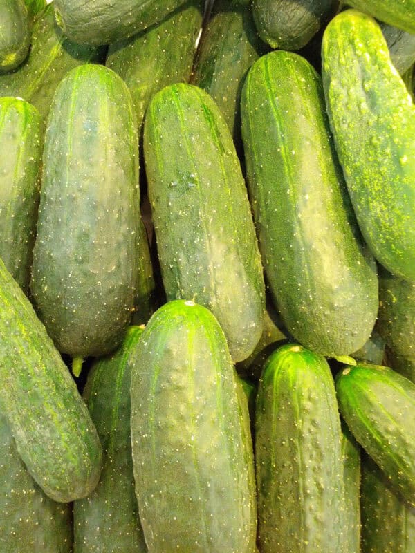 Fichero: pepinos-organicos-huerto.bio.jpg.