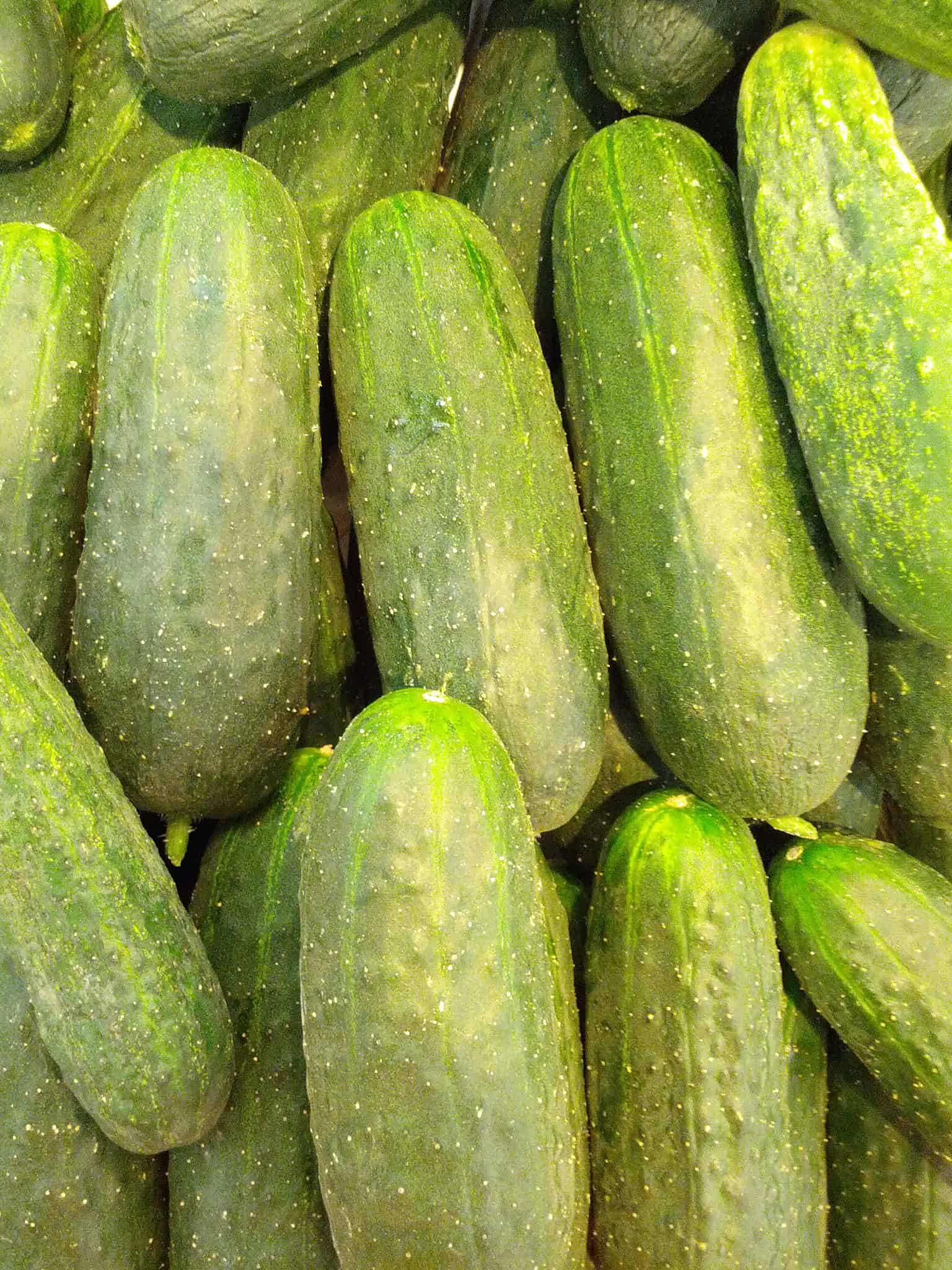 Fichero: pepinos-organicos-huerto.bio.jpg.