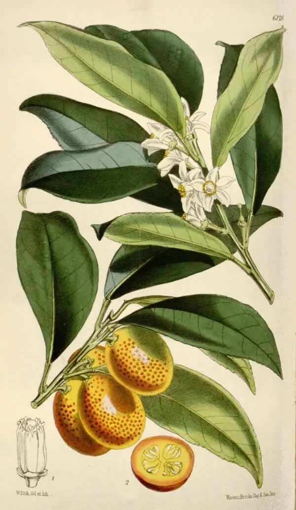 Fruta de caqui con hojas verdes y flores blancas, ilustración botánica detallada.