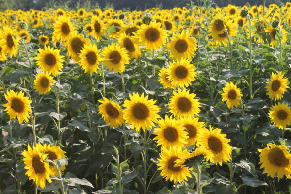 Campos de girasoles en plena floración en un paisaje agrícola sustentable de Huerto.Bio.