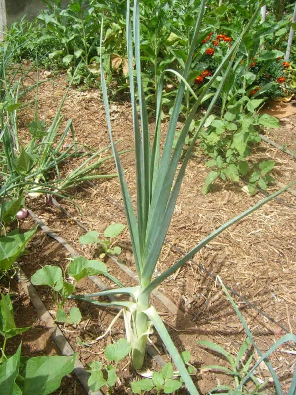 Cebolleta ecológica en huerto orgánico, cultivo natural y sostenible. Cultivo de hortalizas frescas para una alimentación saludable y respetuosa con el medio ambiente.