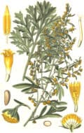 Hierba medicinal de la planta de caléndula con flores amarillas y hojas verdes, ilustración botánica detallada, ideal para contenido sobre plantas medicinales y jardinería ecológica.
