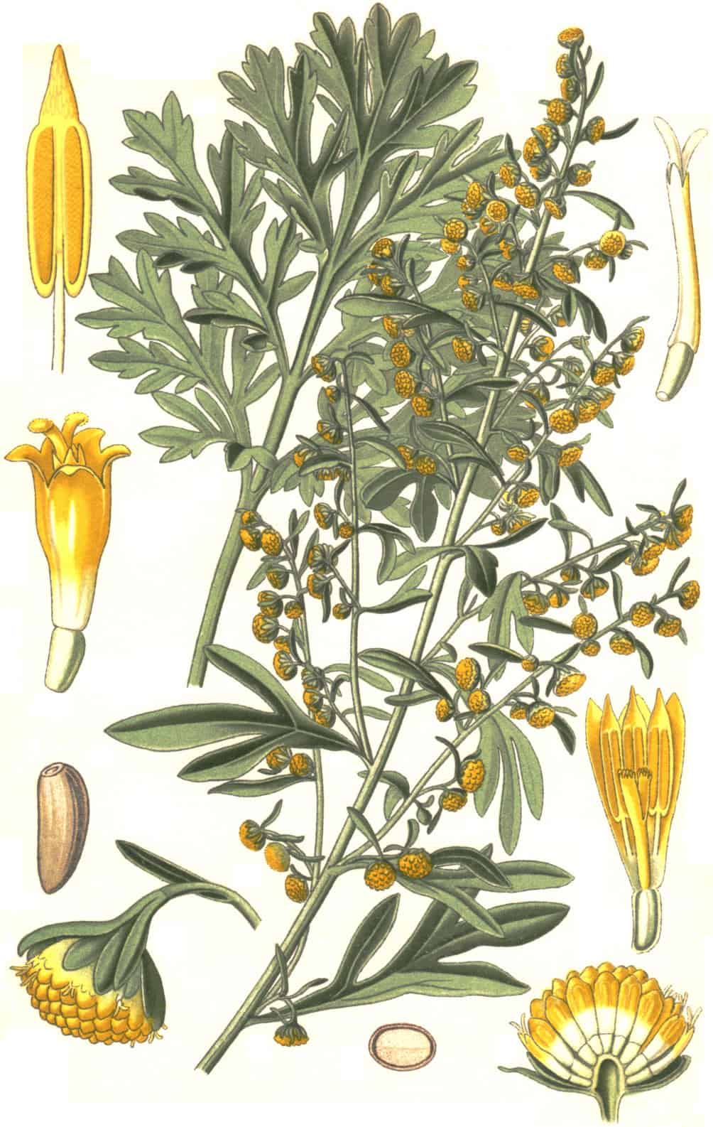 Hierba medicinal de la planta de caléndula con flores amarillas y hojas verdes, ilustración botánica detallada, ideal para contenido sobre plantas medicinales y jardinería ecológica.