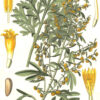Grosella amarilla, planta de frutos comestibles con flores doradas y hojas verdes, ilustración botánica detallada para la agricultura ecológica y cultivo saludable.