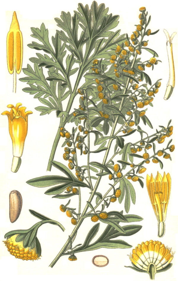 Grosella amarilla, planta de frutos comestibles con flores doradas y hojas verdes, ilustración botánica detallada para la agricultura ecológica y cultivo saludable.