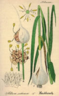 Bulbo de ajo y planta de cebolla en ilustración botánica, destacando las características y desarrollo de ambos cultivos tradicionales para huertos ecológicos y agricultura orgánica.