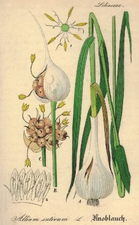 Bulbo de ajo y planta de cebolla en ilustración botánica, destacando las características y desarrollo de ambos cultivos tradicionales para huertos ecológicos y agricultura orgánica.