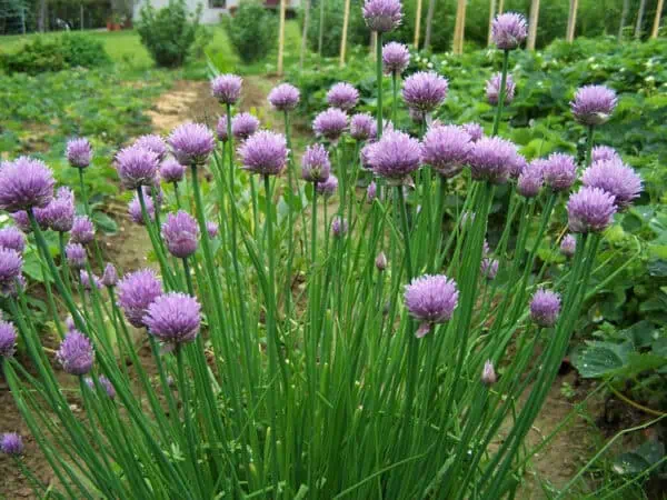 Cebollino de huerto con flores violetas en un huerto ecológico. Cultivo orgánico de cebollino en un entorno natural y sostenible, rodeado de vegetación y tierra fértil.