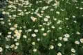 Margaritas de campo en un huerto ecológico cercano a la agricultura orgánica.