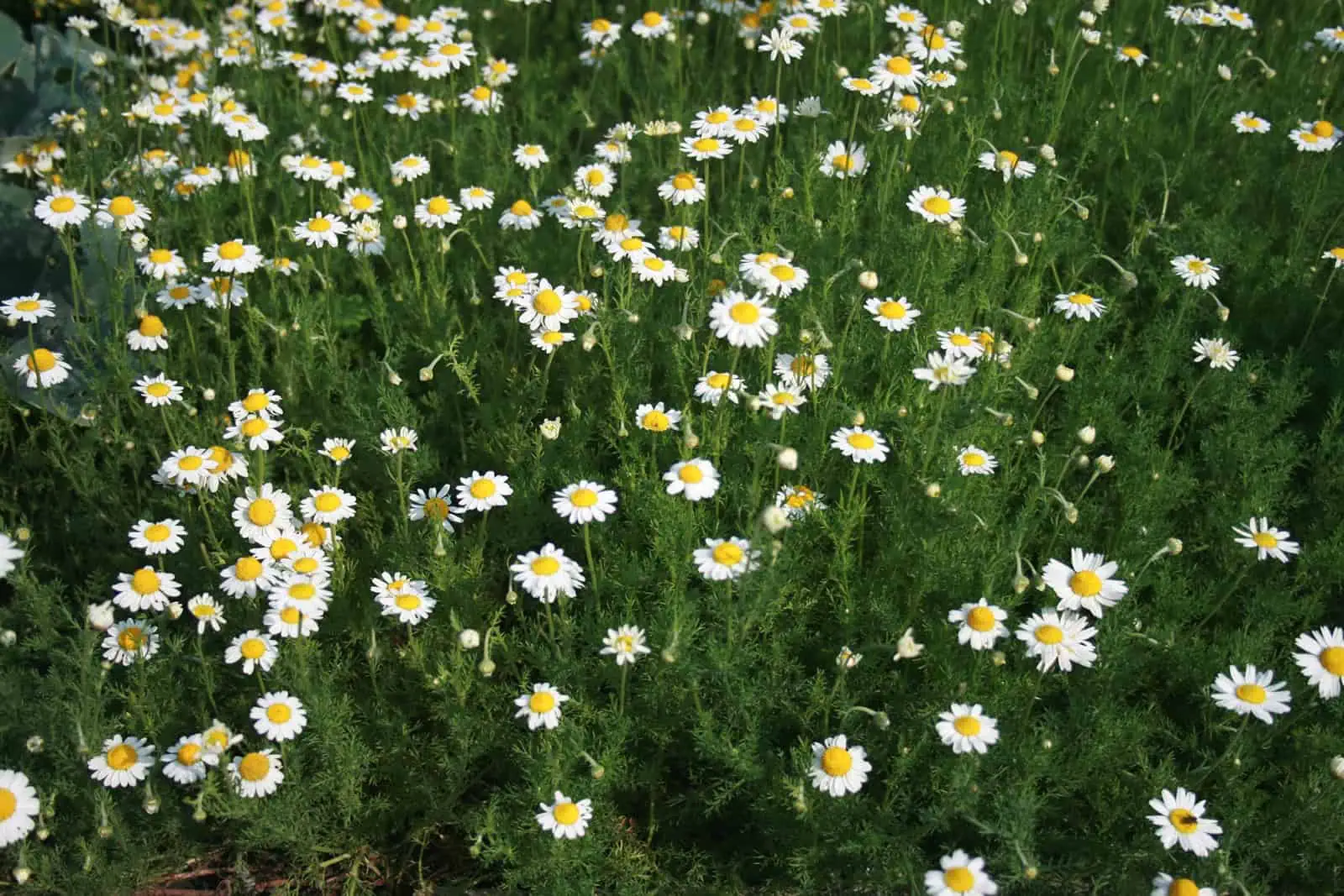 Margaritas de campo en un huerto ecológico cercano a la agricultura orgánica.