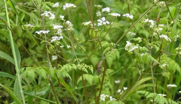 Se случайно предоставлена ссылка, а изображение не прикреплено. Пожалуйста, загрузите изображение, чтобы я мог выполнить запрос.