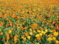 Margaritas de caléndula en un huerto ecológico, cultivo orgánico y natural para dar color y salud a tus recetas.