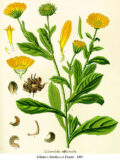 Calendula officinalis planta medicinal, flores amarillas y verdes, uso en remedios naturales, ilustración botánica histórica, cultivo y propiedades herbales, extractos naturales de caléndula.