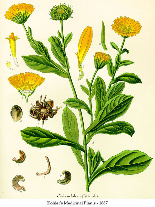 Calendula officinalis planta medicinal, flores amarillas y verdes, uso en remedios naturales, ilustración botánica histórica, cultivo y propiedades herbales, extractos naturales de caléndula.